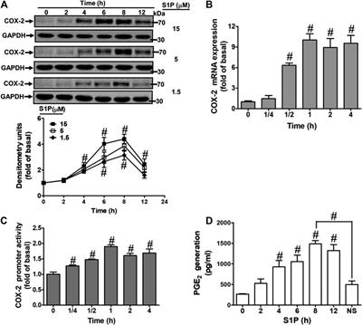 Sphingosine 1-Phosphate Induces Cyclooxygenase-2/Prostaglandin E2 Expression via PKCα-dependent Mitogen-Activated Protein Kinases and NF-κB Cascade in Human Cardiac Fibroblasts